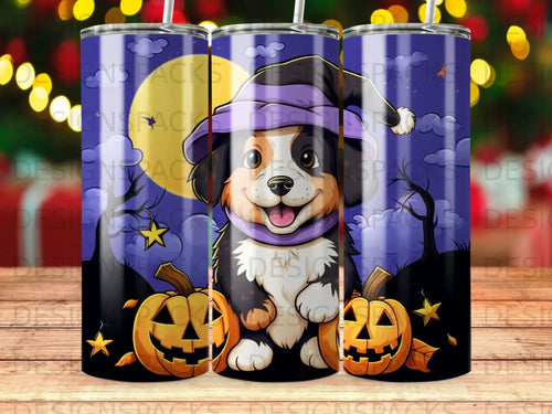 Bernese Mountain Dog wearing witch hat with pumpkins and stars.