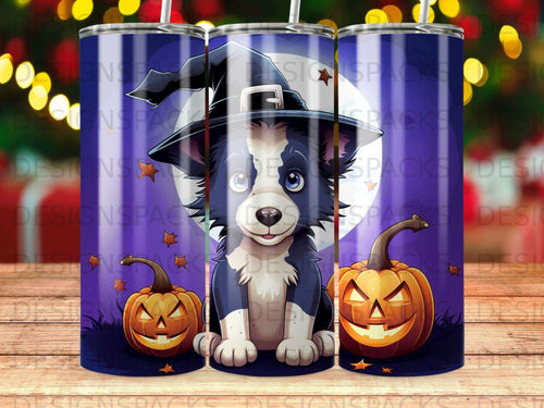 Border collie puppy sitting between two jack-o'-lanterns.