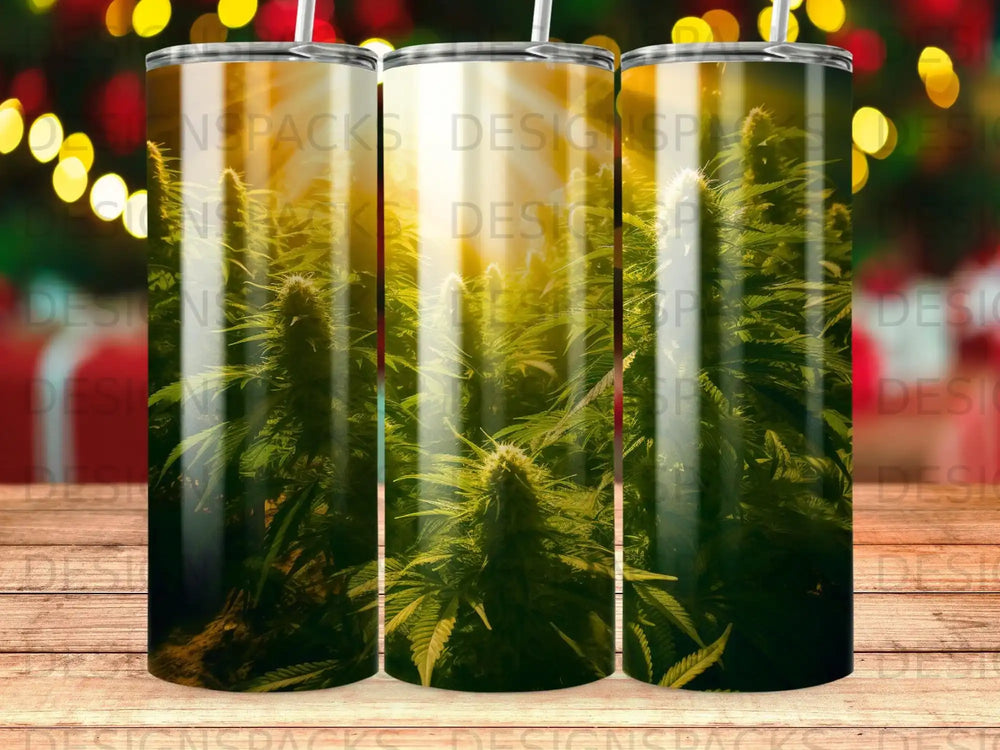 Cannabis buds illuminated by sunbeams on tumblers.